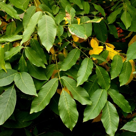 Peru Balsam Oil  4